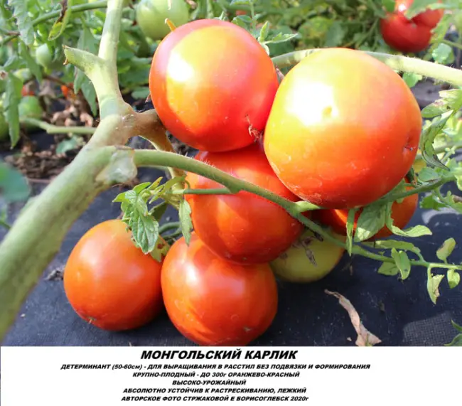 Стоит ли сажать томат Мамонт, плюсы и минусы сорта
