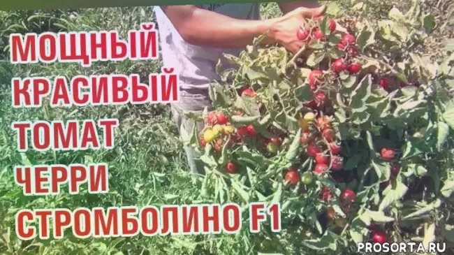 Семена томатов Sonya F1 - Соня F1, Sakata