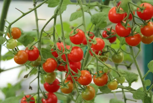 Томат ЧУДО-ДЕТКИ 🍅 – высокоурожайный сорт черри-томата сверх… | Интересный контент в группе Агрофирма “АЭЛИТА”