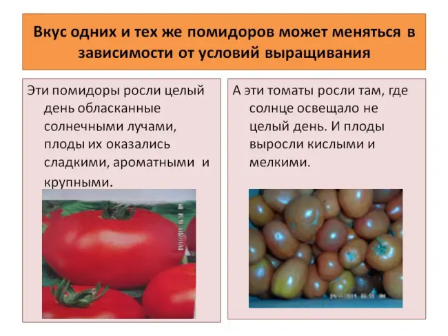 Стоит ли сажать томаты Этюд, плюсы и минусы сорта