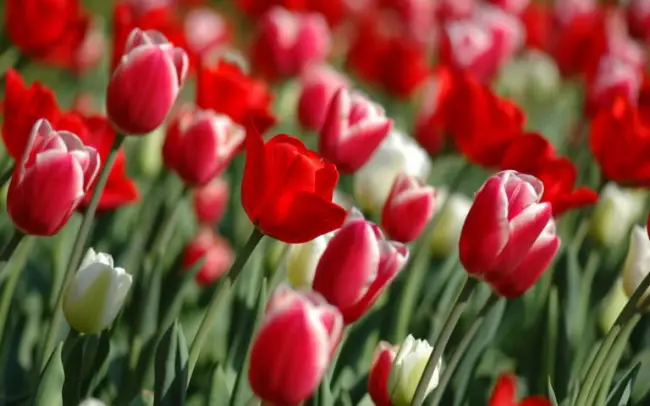 Чем подкормить тюльпаны весной и после цветения
