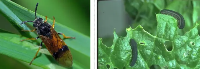 Щавелевый пилильщик – перепончатокрылое насекомое длиной 5-6 миллиметров. Личинка (гусеница) до 10 миллиметров длиной, темно-зеленого цвета.