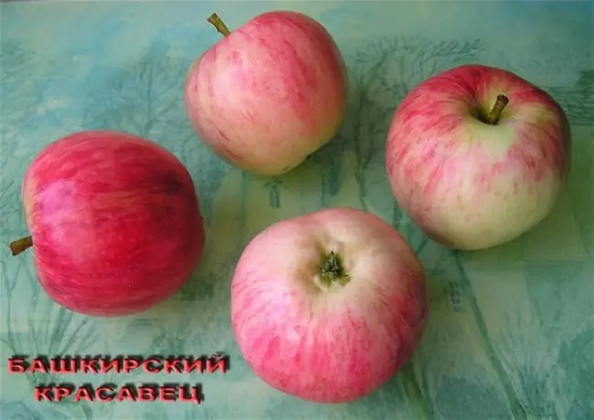 Вид плодовой культуры: Яблоня, сорт: Башкирский красавец. Подробное описание, характеристики, достоинства и недостатки.