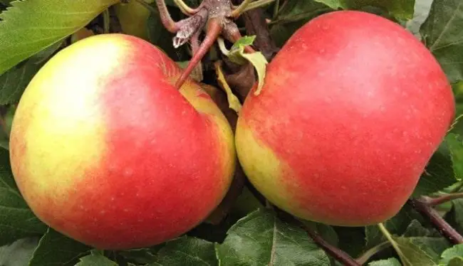 Описание яблони Благовест — зимостойкий сорт для суровых территорий