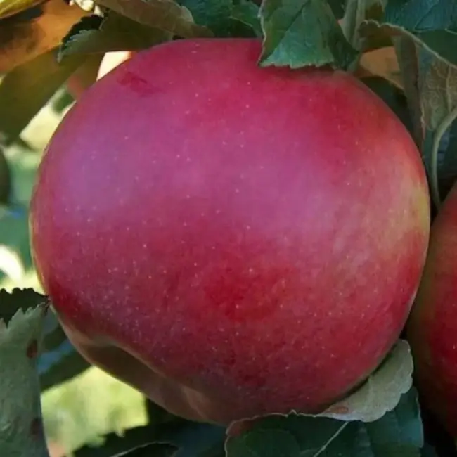 Описание сорта яблони Вадимовка