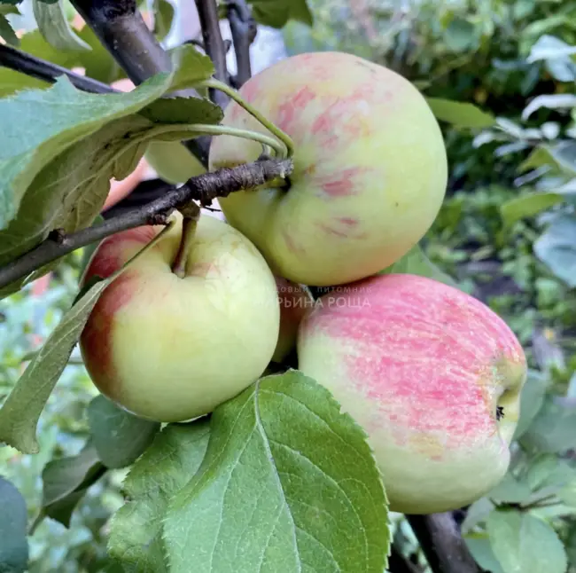 Описание сорта яблони Детское: фото яблок, важные характеристики, урожайность с дерева