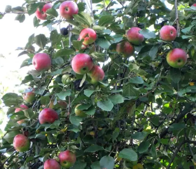Описание сорта яблони Июльское Черненко: фото яблок, важные характеристики, урожайность с дерева