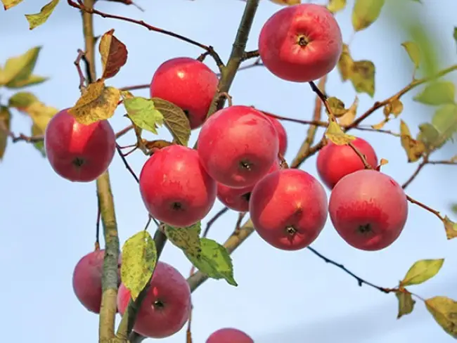 Вид плодовой культуры: Яблоня, сорт: Лобо. Подробное описание, характеристики, достоинства и недостатки.