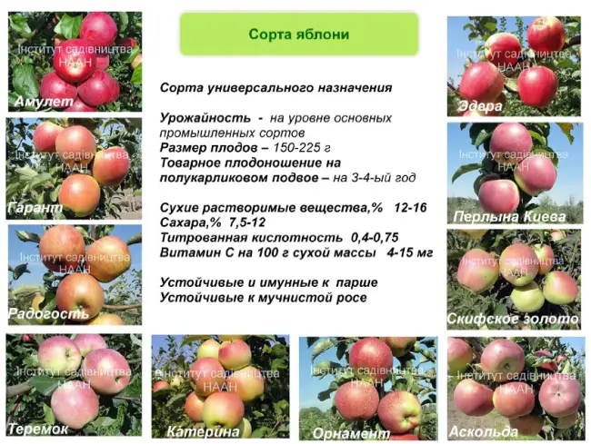 Особенности яблони Мельба – характеристика и нюансы выращивания