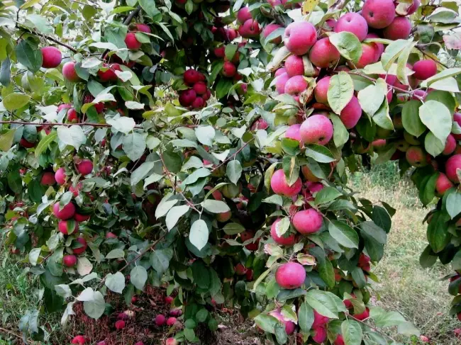 Описание сорта яблони Флорина: фото яблок, важные характеристики, урожайность с дерева