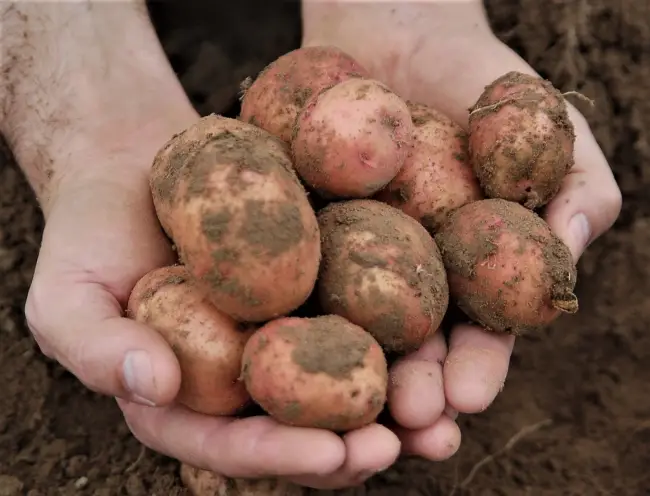 Картофель Мерлот: описание сорта, фото, отзывы, урожайность, выращивание, уход
