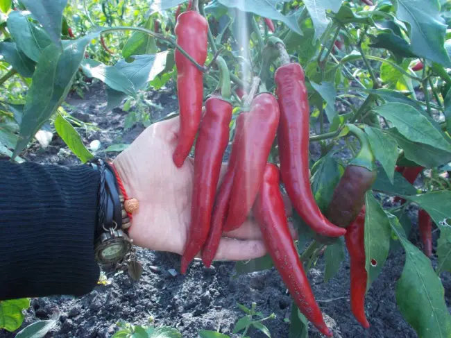 Перец Бараний рог – характеристика и описание сорта, фото, урожайность, отзывы овощеводов