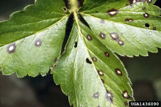 Рамуляриозная пятнистость листьев. Что нужно знать об этом заболевании?