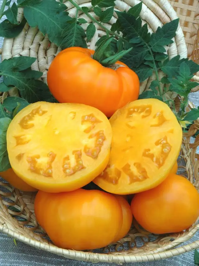 Что представляет собой томат Медовые росы? Характеристика и описание сорта, его фото, советы по выращиванию помидора, урожайность. Отзывы дачников.