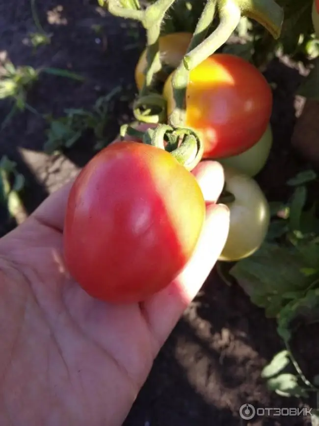 Томат новичок (розовый): описание сорта, фото плодов, отзывы фермеров об урожайности и выращивании помидоров