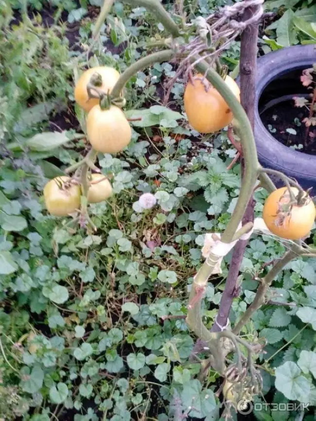 В этом видео я хочу показать вам ранний сорт томата царская ветка. Низкорослый томат с красивыми, вкусными жёлтыми плодами. Этот сорт томатов стал отдавать у…