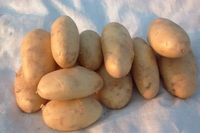 ᐉ Пуговичная гниль (фомоз) картофеля и меры по ограничению ее вредоносности – Журнал Агроном