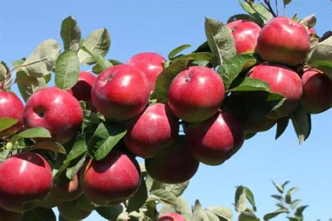 Описание сорта яблони Анис алый: фото яблок, важные характеристики, урожайность с дерева