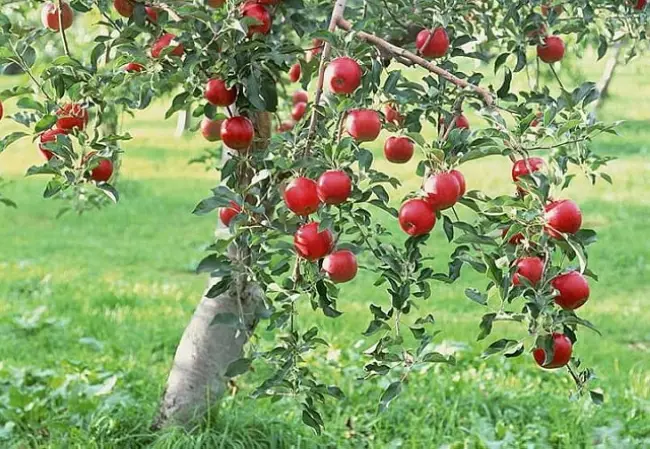 Зимняя яблоня Джонаголд: описание, фото