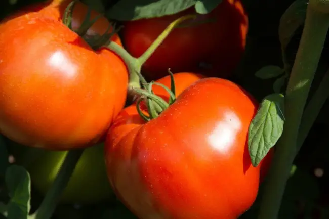 Сорт томата Дебют. Сорт для фермеров и новичков — томат Дебют F1: описание помидоров и особенности их выращивания | Дачная жизнь