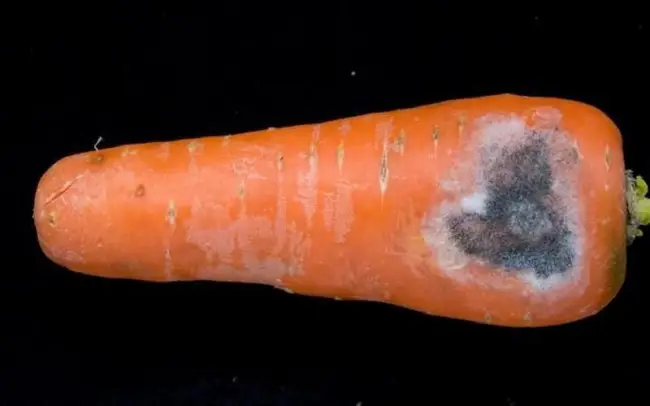 Болезни моркови с фотографиями – лечение
