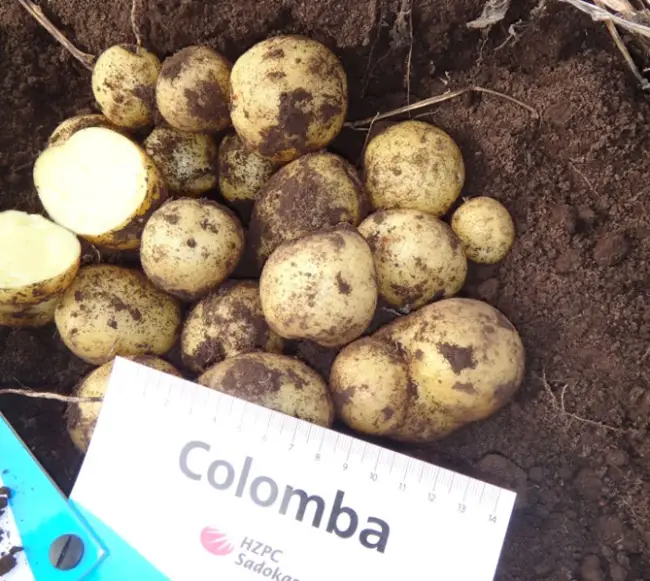 Сорт картофеля Коломбо – характеристика и описание, отзывы, фото