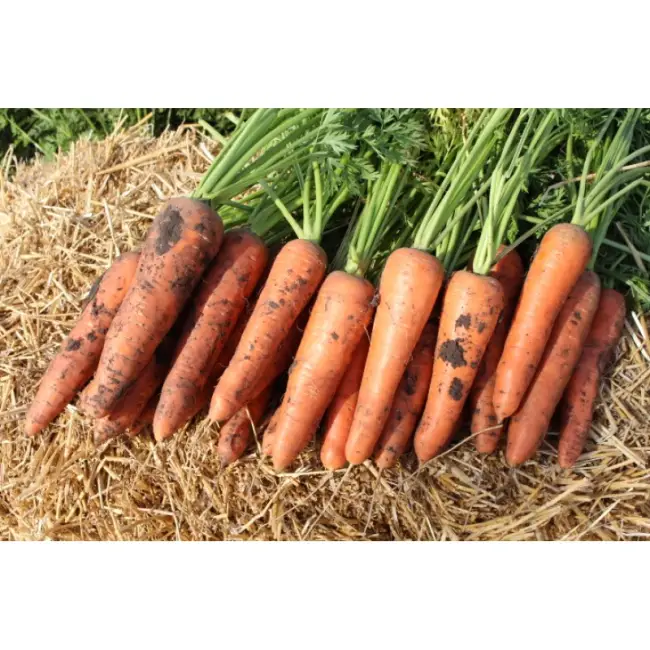 Морковь романс описание сорта – Лучшие сорта моркови для открытого грунта описание с фото