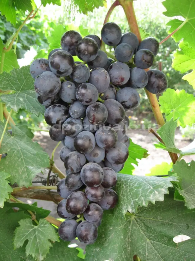 Морозоустойчивый сорт винограда Муромец