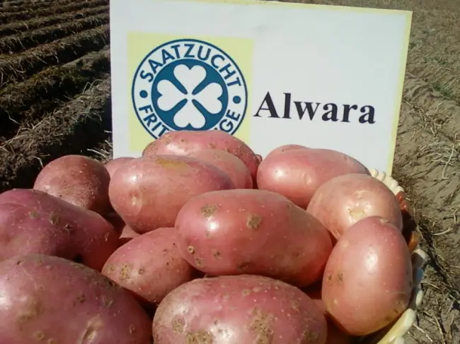 Картофель Альвара: описание и характеристики, особенности посадки и выращивания