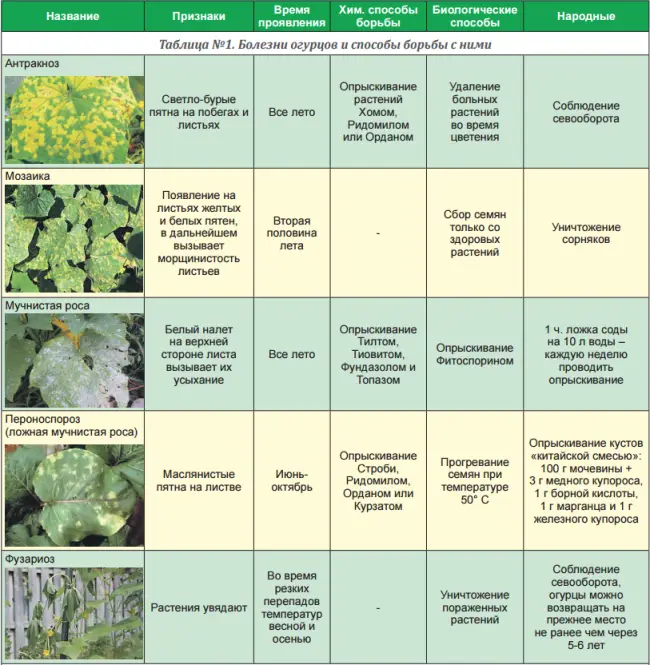 Огурец Кузя: характеристика и описание сорта с фото, урожайность и отзывы садоводов