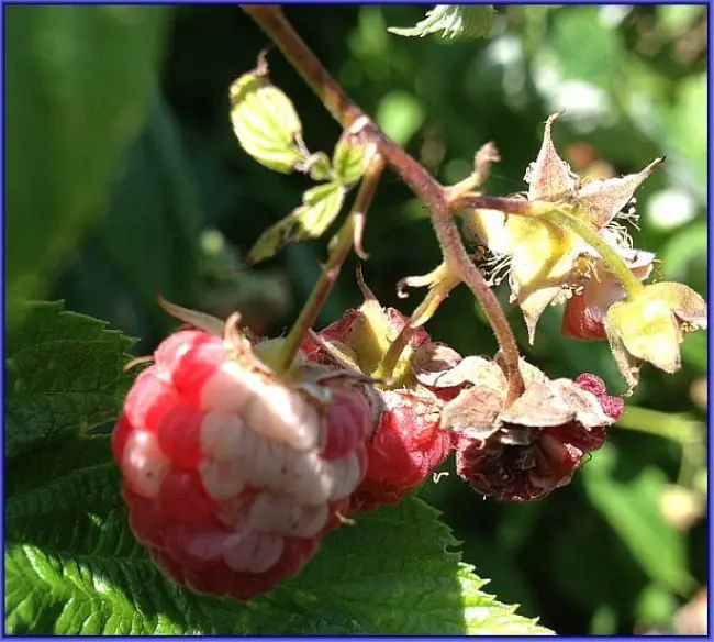 Белые пятна на ягодах малины