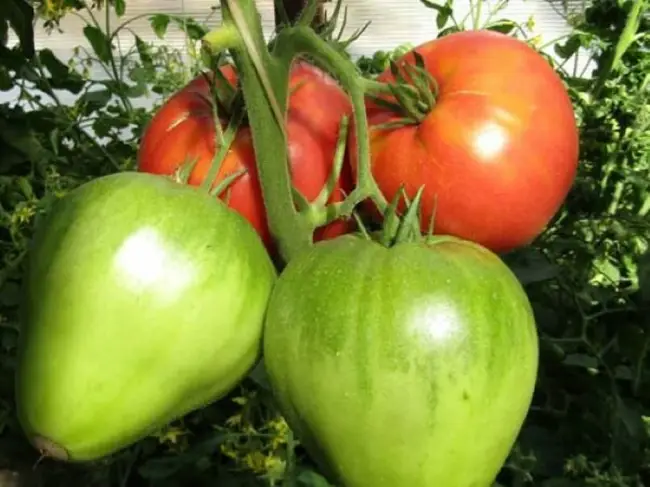 Сорт томатов Батяня – характеристики, урожайность, внешний вид плодов. Как подготовить семена и вырастить рассаду. Пересадка в грунт и уход за растениями.