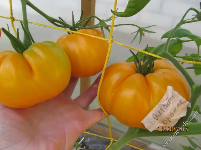 Томат Алтайский жёлтый: характеристика сорта с фото, урожайность при выращивании, отзывы о помидорах