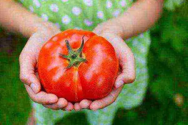 Томат василина описание сорта – Советы селекционера Мязиной по выращиванию томатов. Сорта и гибриды. Выбираем свой. О семенах и рассаде. Высадка в грунт