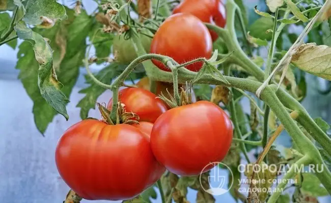 Зеленые томаты: описание сорта, отзывы, фото, урожайность