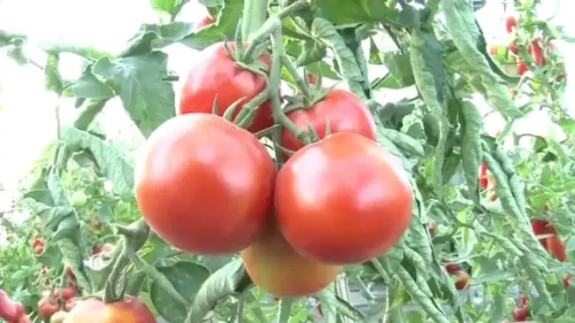 Томат Ирина Седек: отзывы об урожайности помидоров, характеристика и описание сорта, фото семян