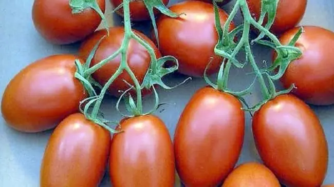 Что говорят овощеводы о томате Калинка-Малинка