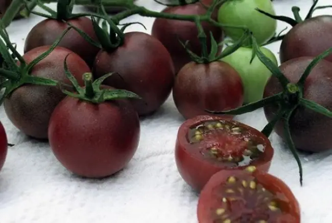 Томат Купчиха: описание сорта помидоров, характеристики. Особенности посадки и выращивания, болезни и вредители, достоинства и недостатки
