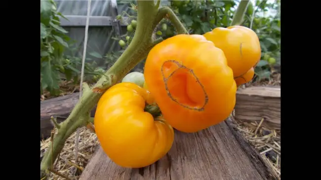 Помидоры-загляденье — описание сорта томата «Золотой поток»