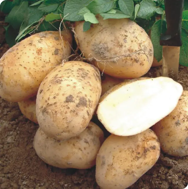 Картофель Янка: характеристика и особенности выращивания сорта