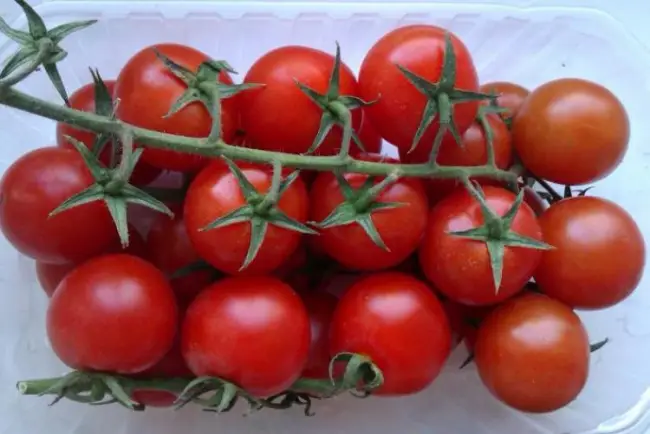 Томат Красная гроздь: характеристика и описание сорта, фото, выращивание черри, урожайность помидоров, отзывы тех, кто их сажал