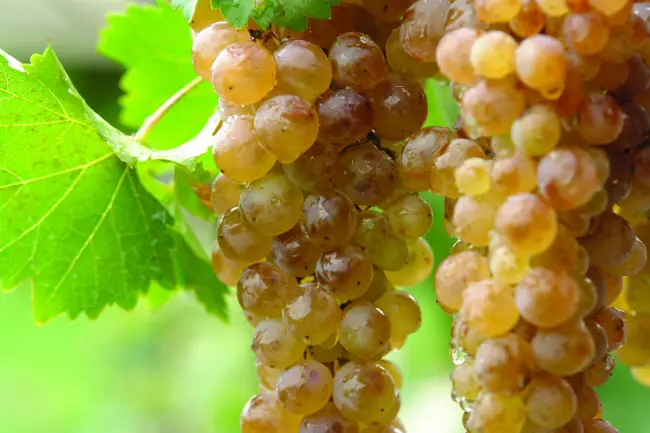 Грузинский виноград Ркацители
