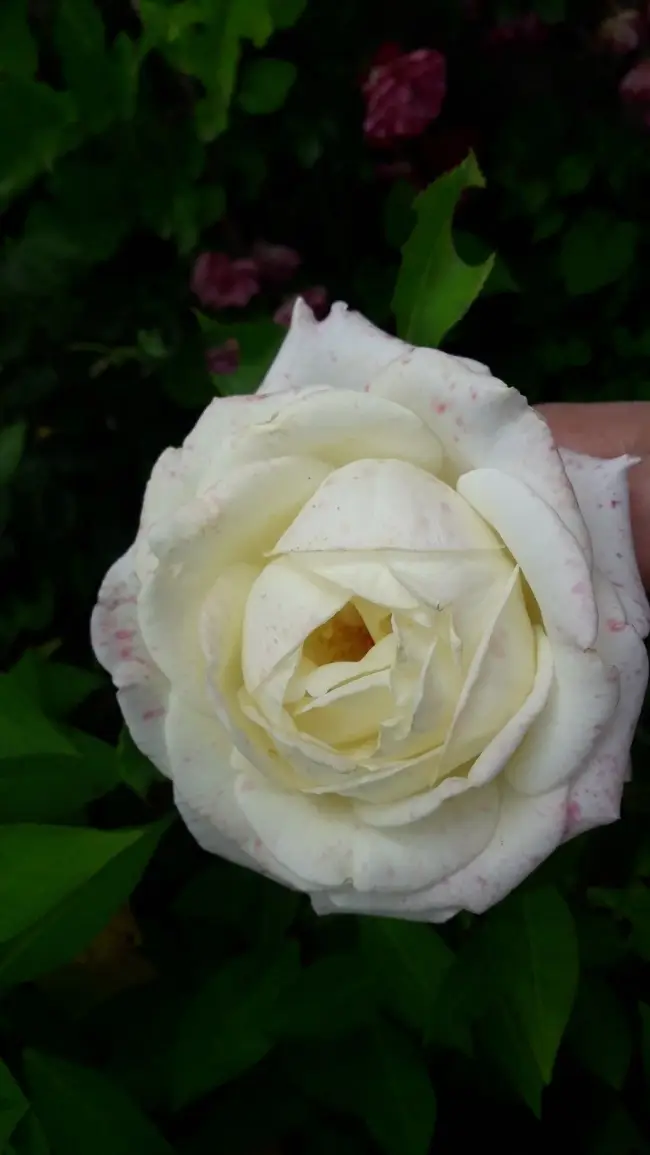 Роза янка описание сорта