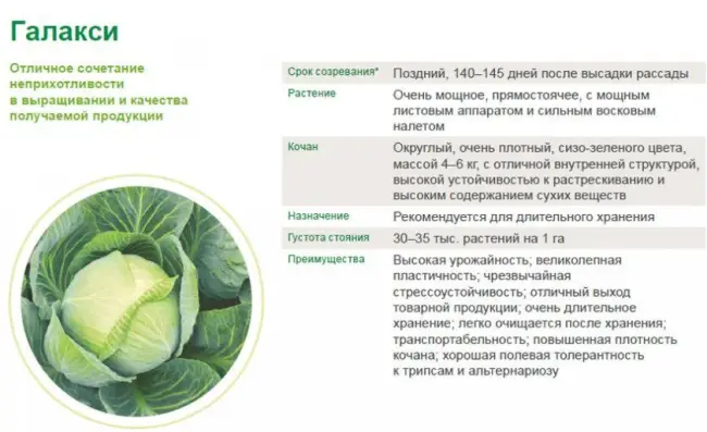 Капуста елена описание сорта – 10 лучших сортов цветной капусты для регионов России