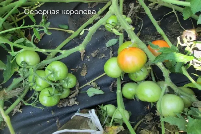 Описание сорта томата Северная королева, особенности выращивания и ухода