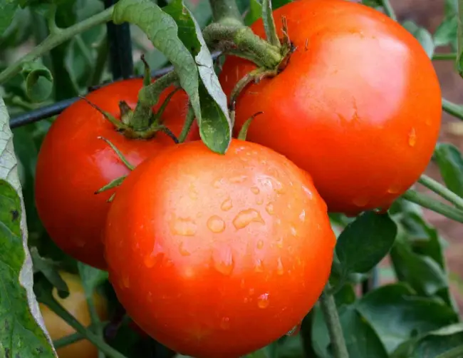 Томат Слот: описание сорта помидоров, характеристики. Особенности посадки и выращивания, болезни и вредители, достоинства и недостатки