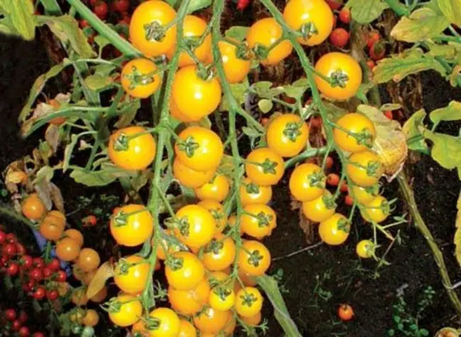 Золотая Бусинка – сорт растения Томат