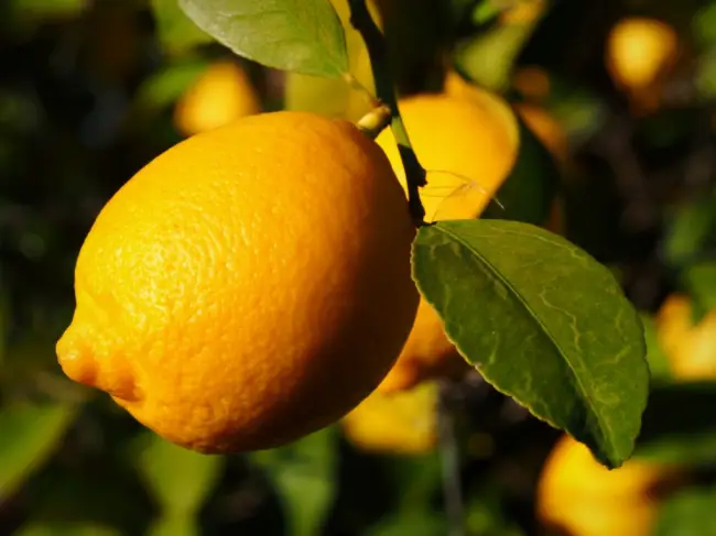 Выращивание лимона Мейера в домашних условиях