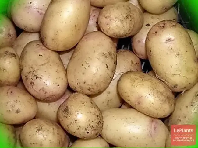 Описание сорта картофеля Брянский деликатес