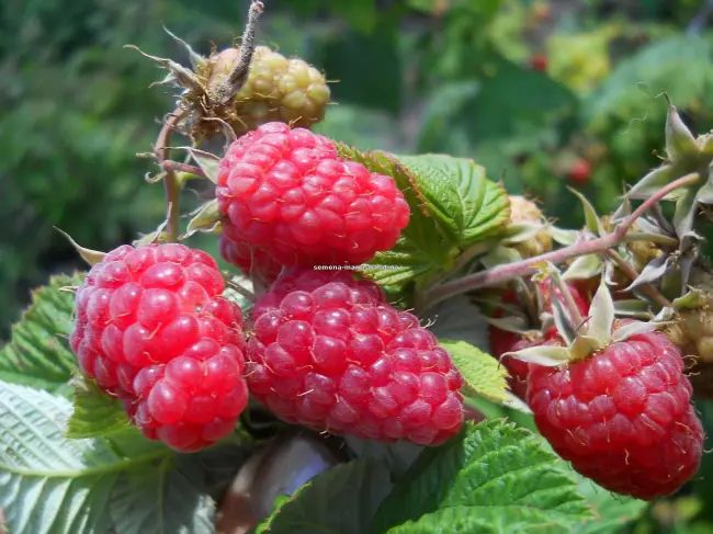 Томат ягода малина описание сорта